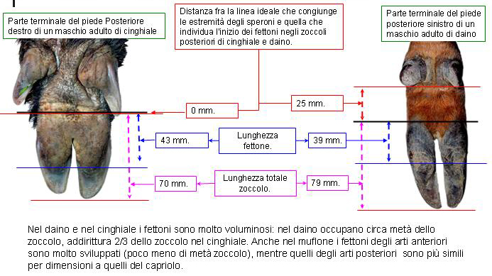 Le impronte degli ungulati.